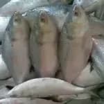 frozen-hilsa-fish-800g-premium