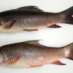 frozen-rohu-fish-1-2kg-retail-pack